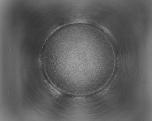 X0000070861212200606191307