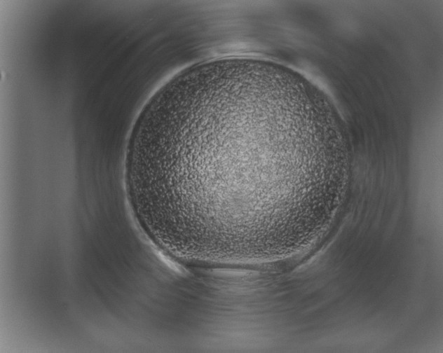 X0000070861333200606191306