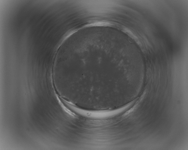 X0000070861425200606191305