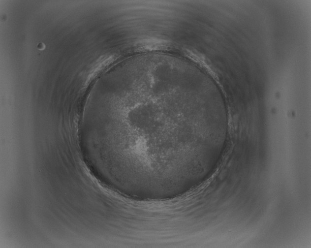 X0000070860010200606231304