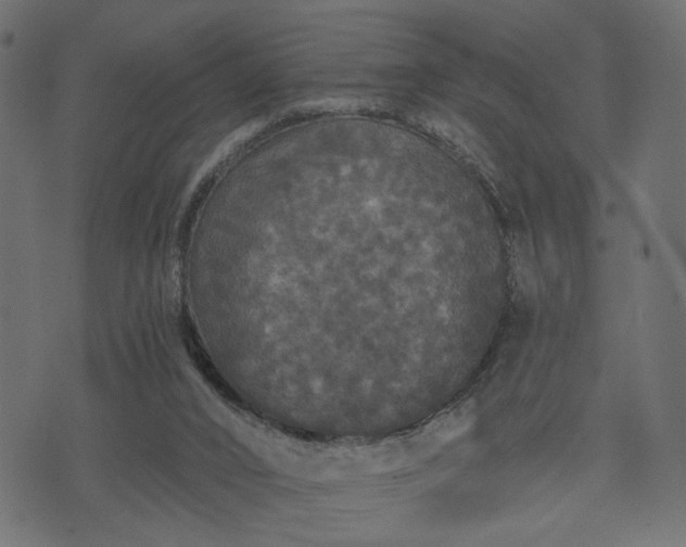 X0000070860016200606231304