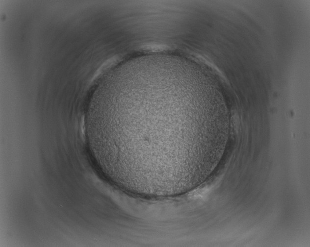 X0000070860024200606231304