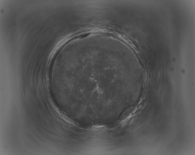 X0000070860055200606231303