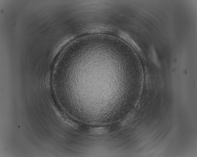 X0000070860058200606231303