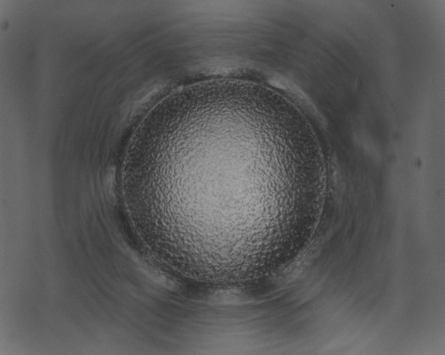 X0000070860066200606231303