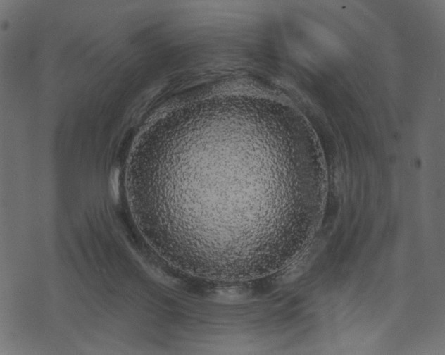 X0000070860070200606231303