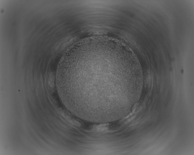 X0000070860078200606231303