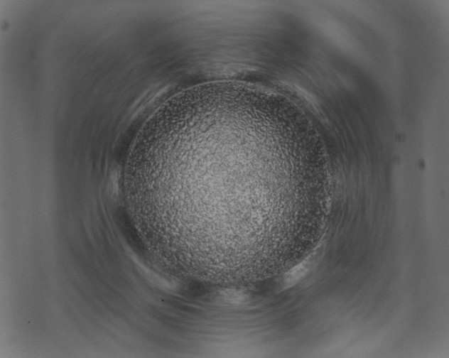 X0000070860166200606231302