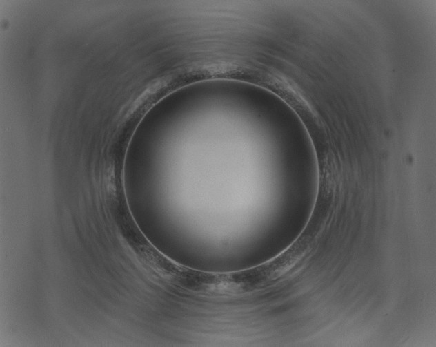 X0000070860212200606231301