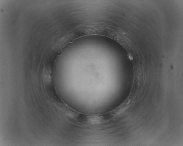 X0000070860226200606231301