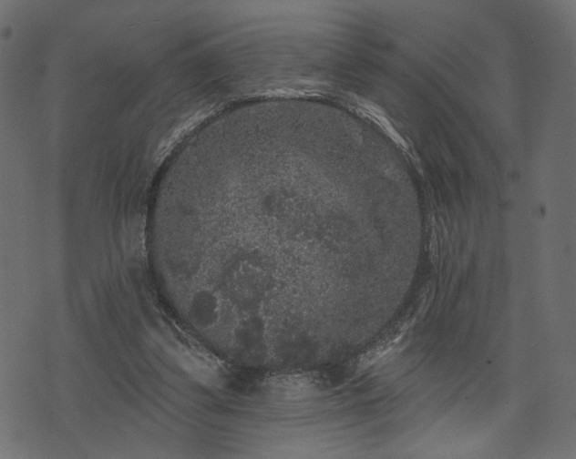 X0000070860299200606231259