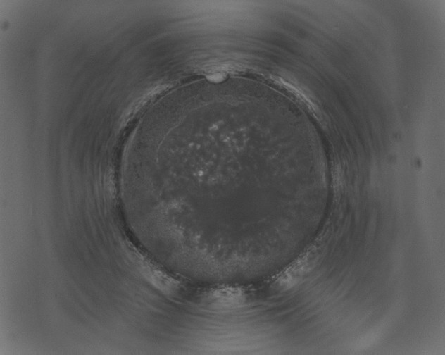 X0000070860353200606231258