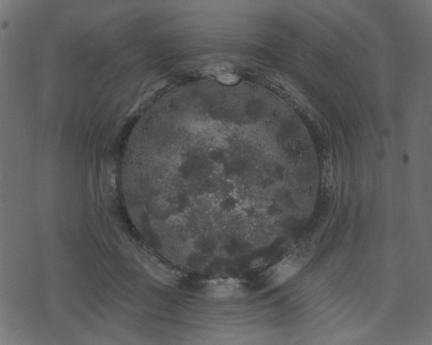 X0000070860363200606231259