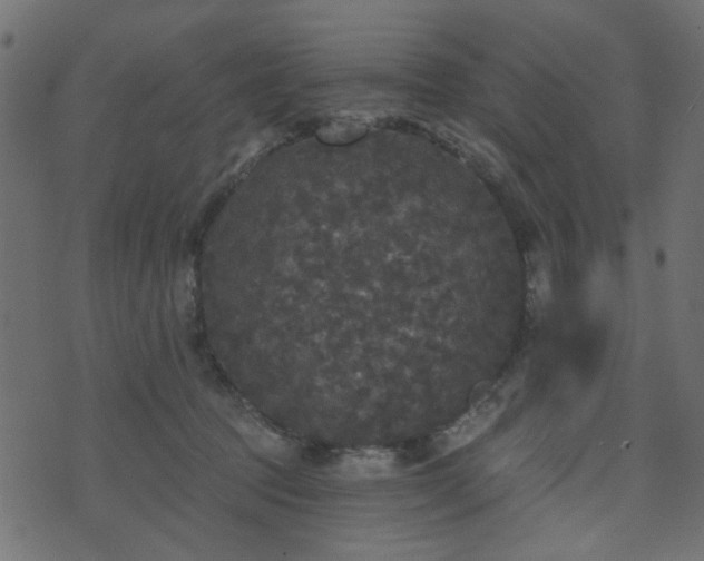 X0000070860369200606231259