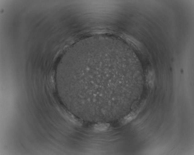 X0000070860373200606231259