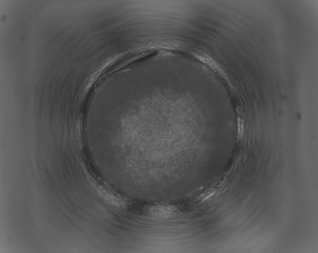 X0000070860444200606231257