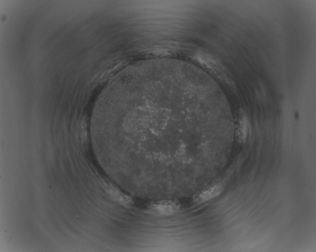 X0000070860466200606231257