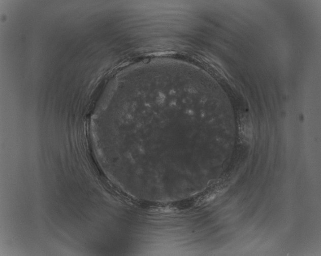 X0000070860503200606231256