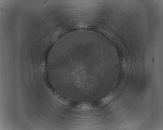 X0000070860559200606231255