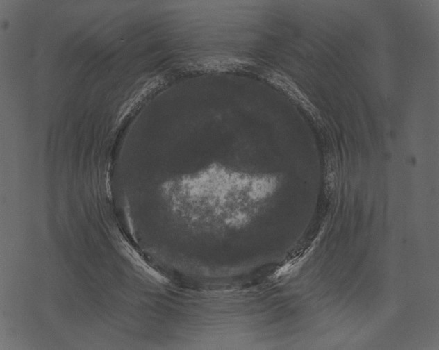 X0000070860585200606231255