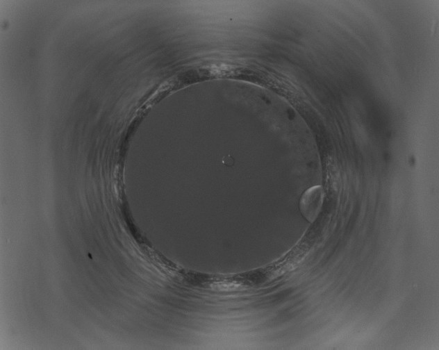 X0000070860650200606231254