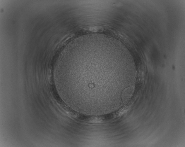 X0000070860656200606231254