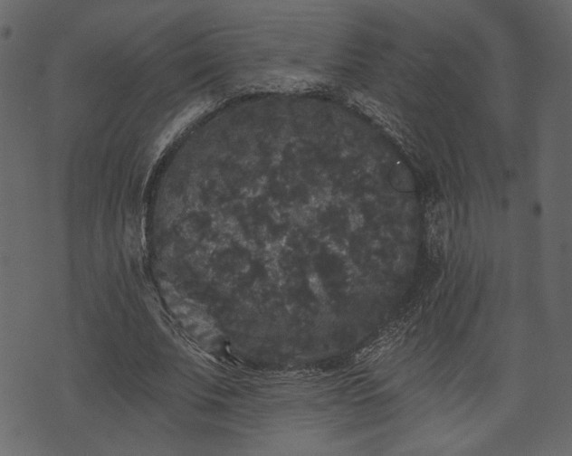 X0000070860679200606231253