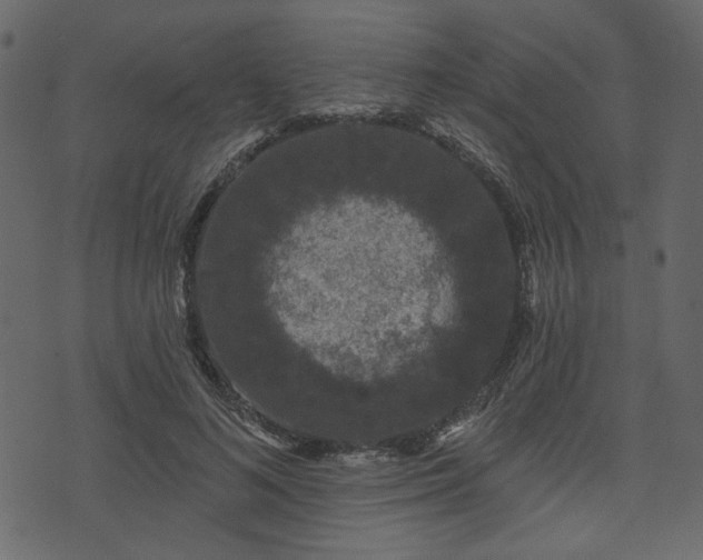 X0000070860692200606231253