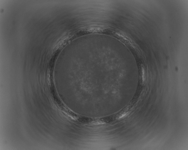 X0000070860696200606231253