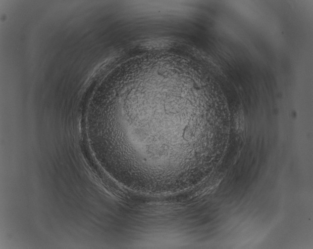 X0000070860733200606231252