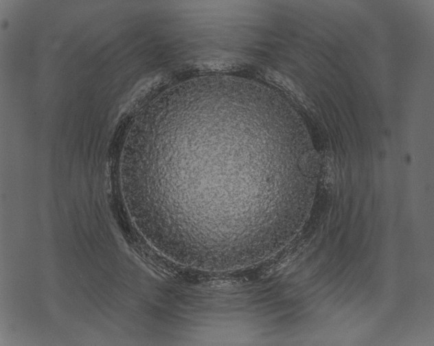 X0000070860738200606231252