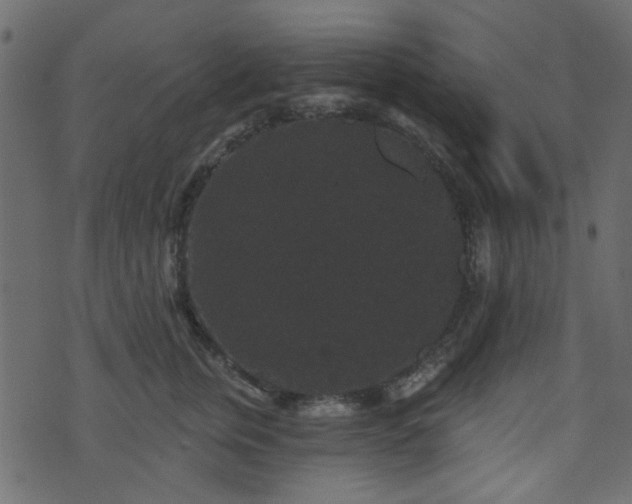 X0000070860759200606231252