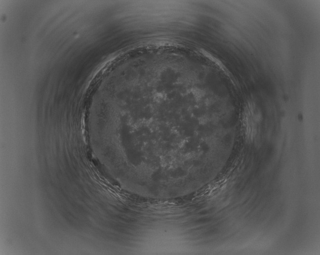 X0000070860823200606231250