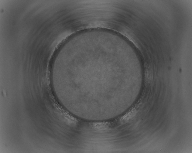 X0000070860832200606231251