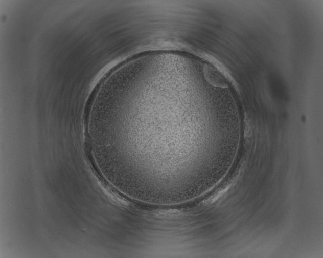 X0000070860837200606231251