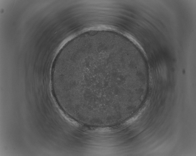 X0000070860845200606231251