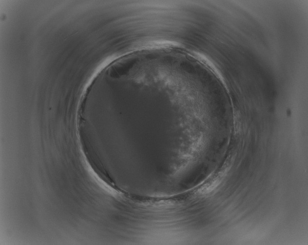 X0000070860851200606231251