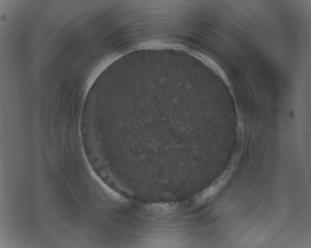 X0000070860855200606231251