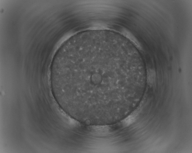 X0000070860856200606231251