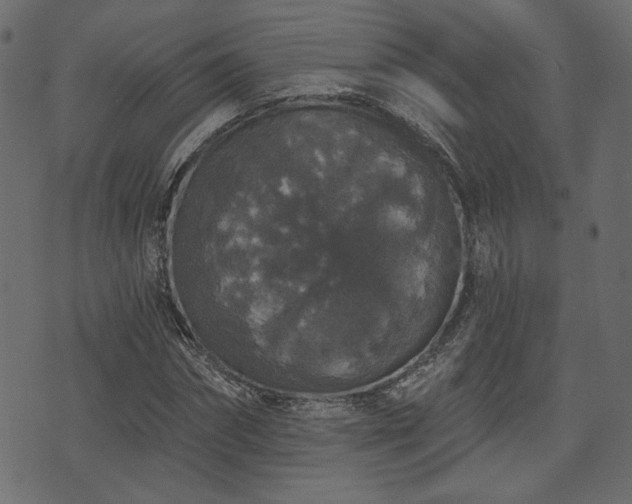 X0000070860874200606231250