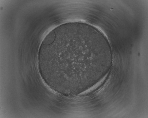 X0000070860895200606231250