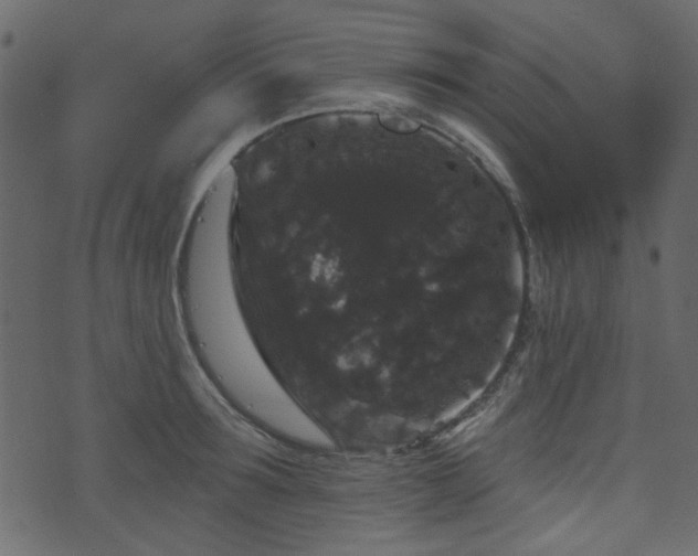 X0000070860899200606231250