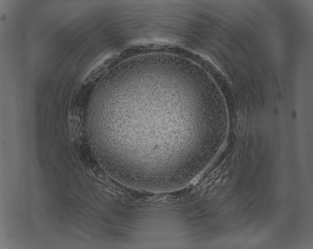 X0000070860967200606231249