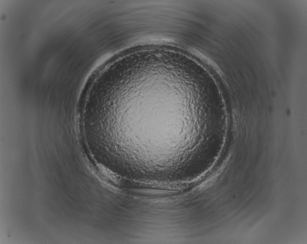 X0000070861029200606231248