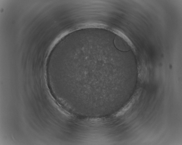 X0000070861043200606231248