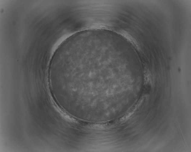 X0000070861086200606231247