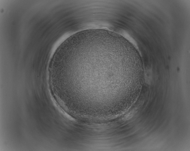 X0000070861096200606231247