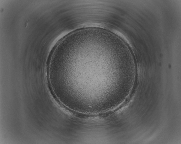 X0000070861133200606231246