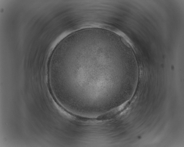 X0000070861143200606231246