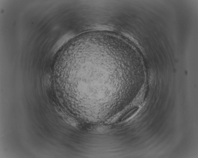 X0000070861163200606231245